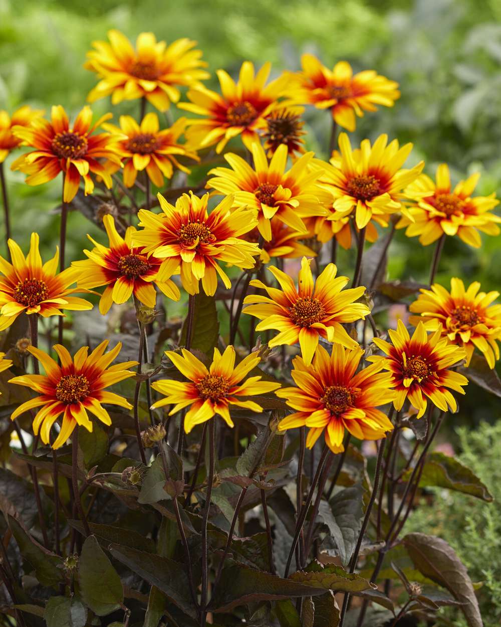 Dagøje 'Burning Hearts'